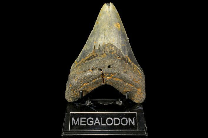 Fossil Megalodon Tooth - North Carolina #109793